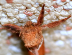 Triodia sylvina Triodia sylvina