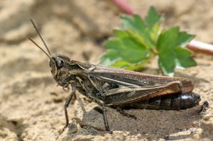 Konik polny (Chorthippus) Konik polny (Chorthippus)