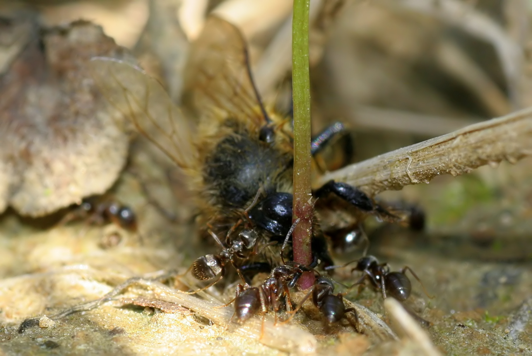 mrówki atakują pół żywą pszczołę