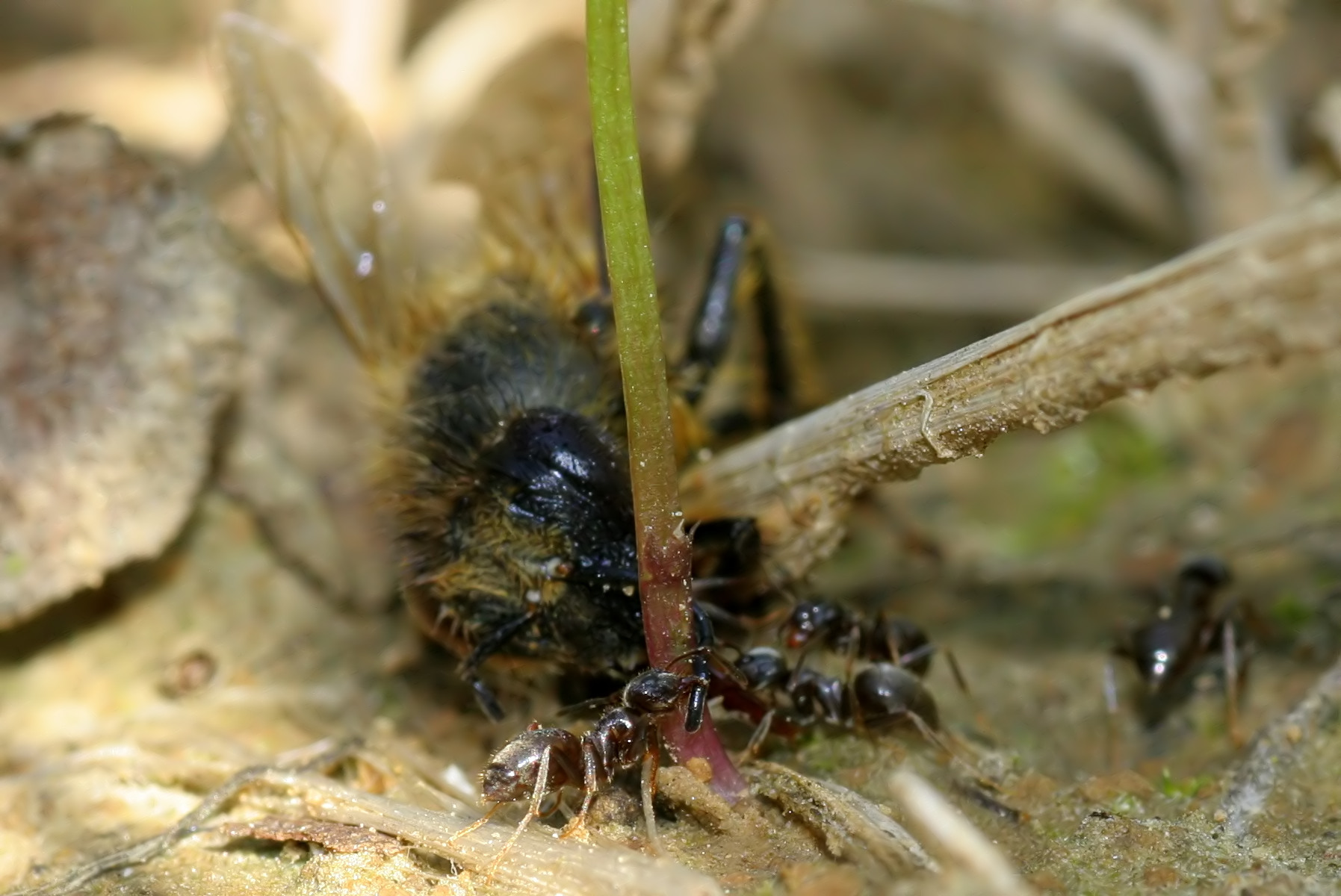 mrówki atakują pół żywą pszczołę