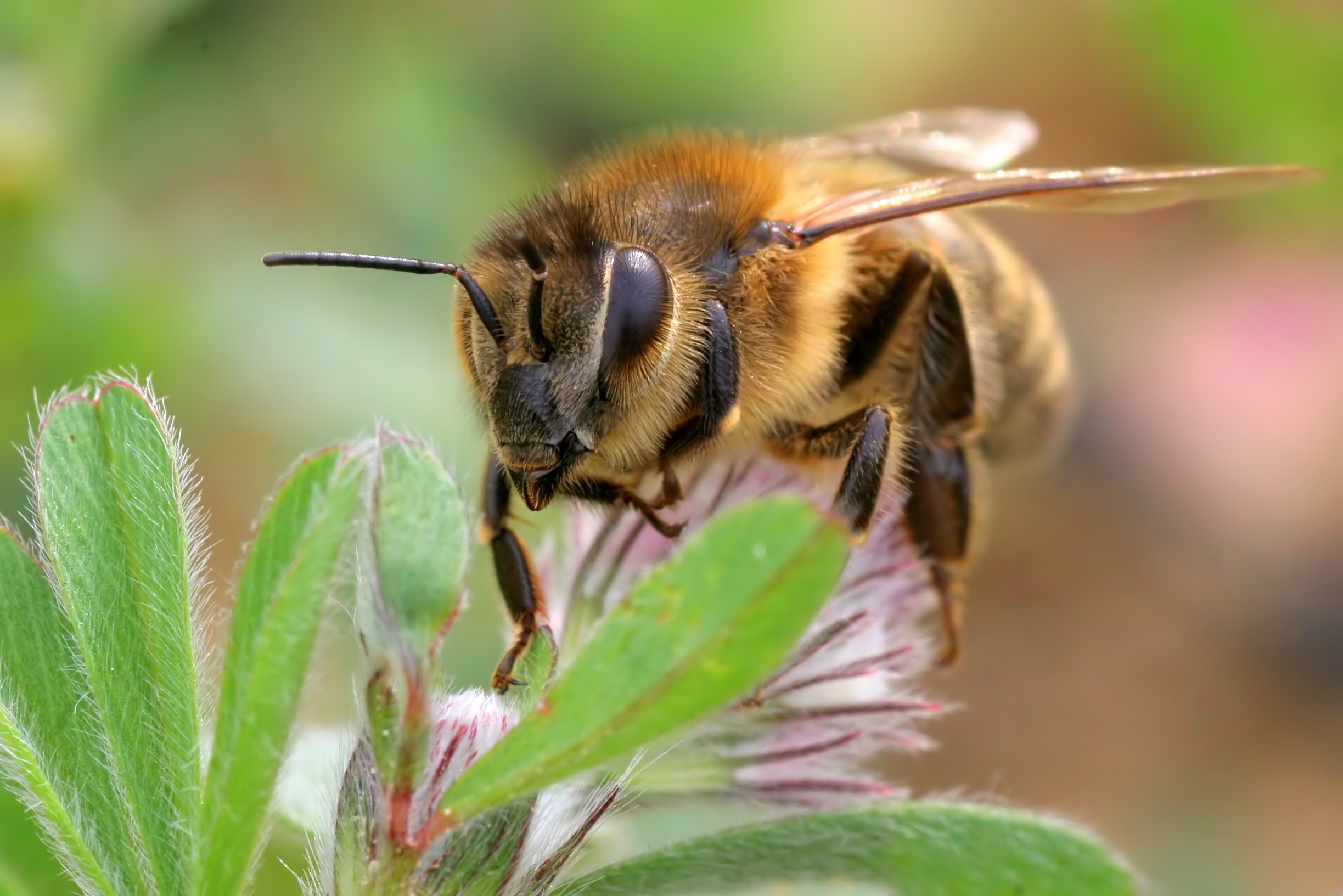 pszczoła, Apis mellifera