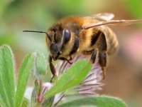pszczoła, Apis mellifera