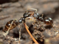 walka mrówek