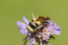Chrząszcze (Coleoptera)