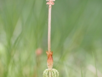 Skrzyp łąkowy (Equisetum pratense)