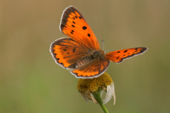 Motyle (Lepidoptera)