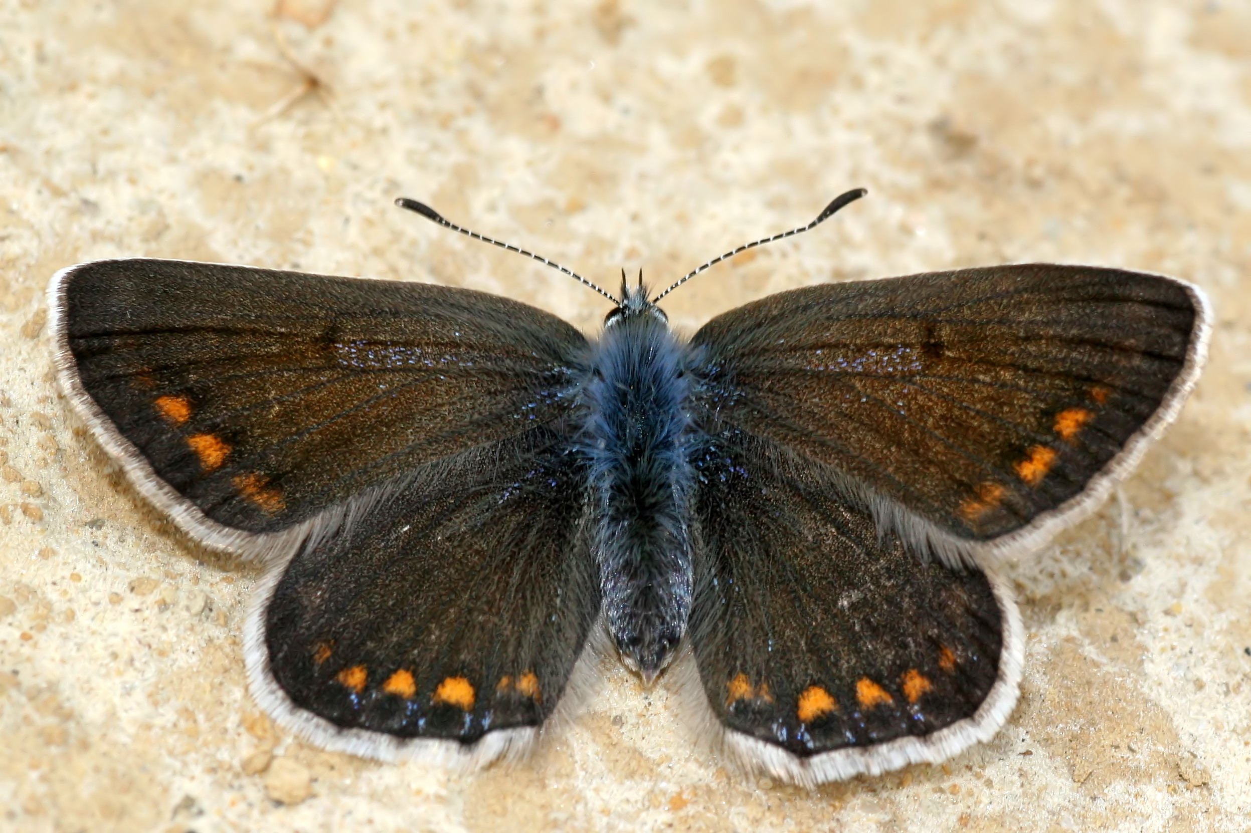 Modraszek ikar (Polyommatus icarus), samica