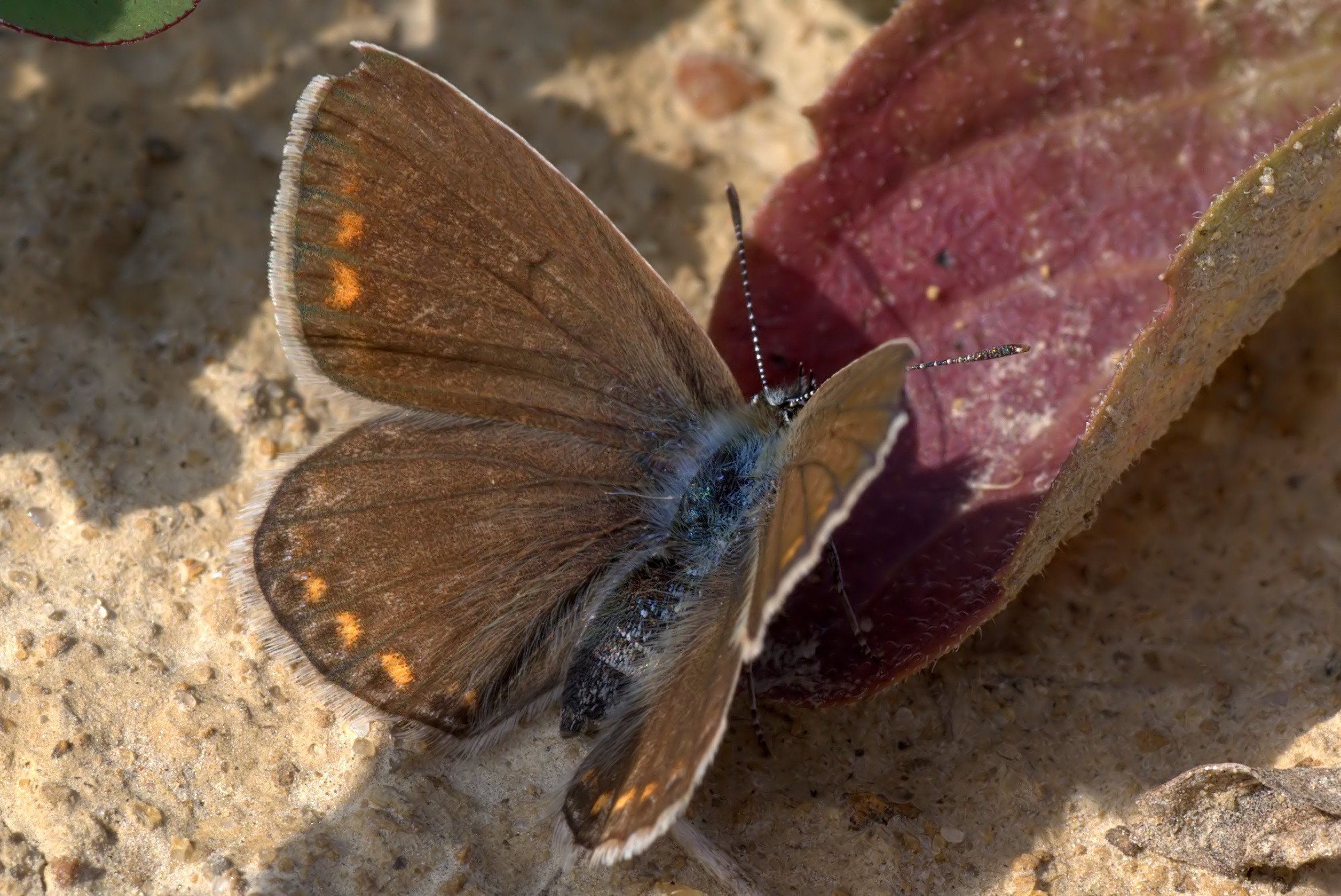 Modraszek ikar (Polyommatus icarus), samica