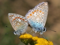 Modraszek ikar (Polyommatus icarus)