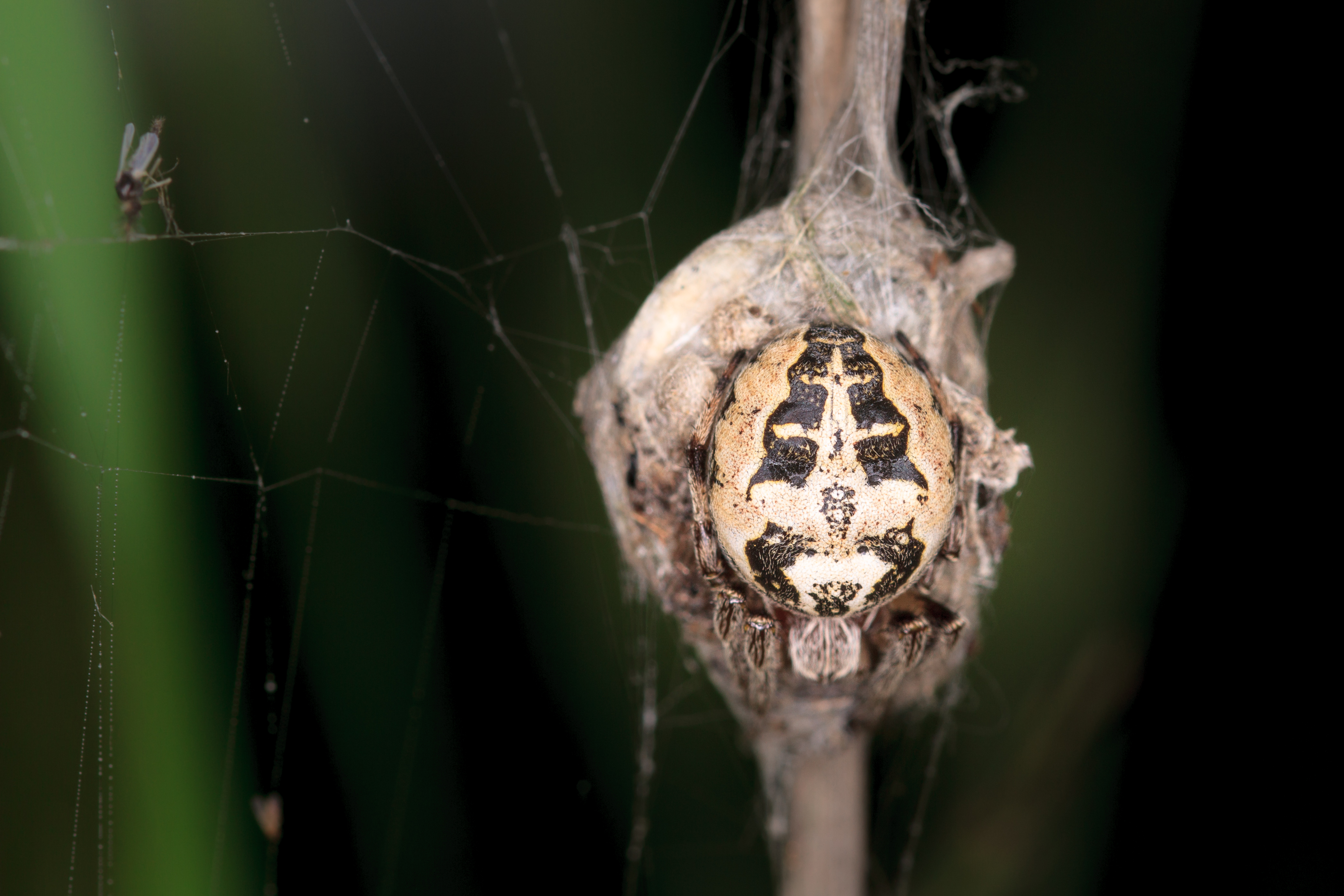 Samica pająka pilnuje kokonu z jajami