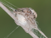 Samica pająka pilnuje kokonu z jajami