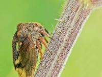 Zgarb rogaty (Centrotus cornutus) fot. Bartosz Bujała