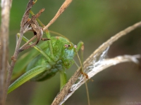 Długoskrzydlak sierposz (Phaneroptera falcata)