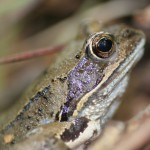 Żaby brunatne – pożyteczne drapieżniki